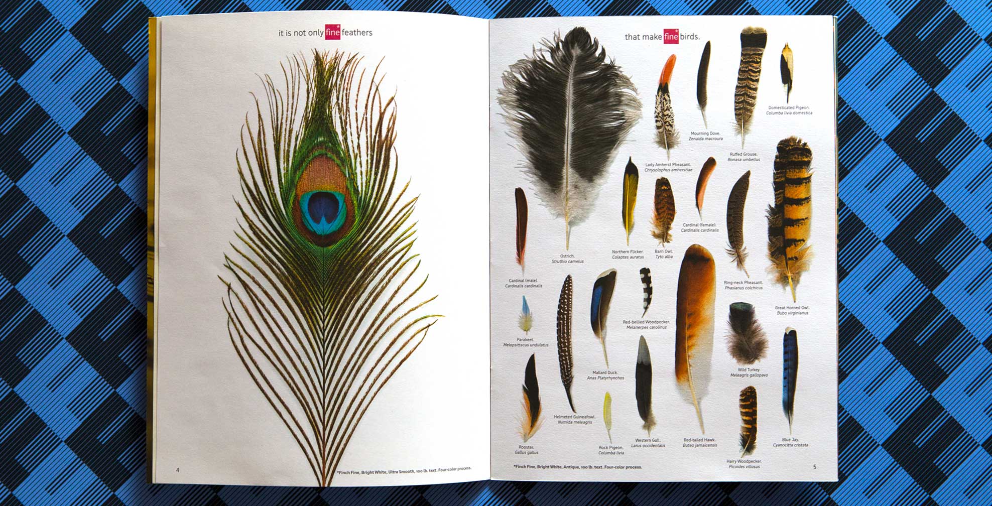 finch-paper_finch-fine-promo_b.jpg Art Direction by: Bart Crosby, Crosby Associates